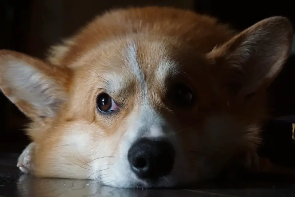 Senior Welsh Corgi walking up a low pet ramp instead of jumping