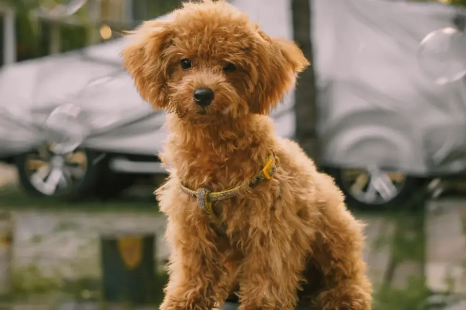 Tiny toy poodle puppy being held in someone&#x27;s hands