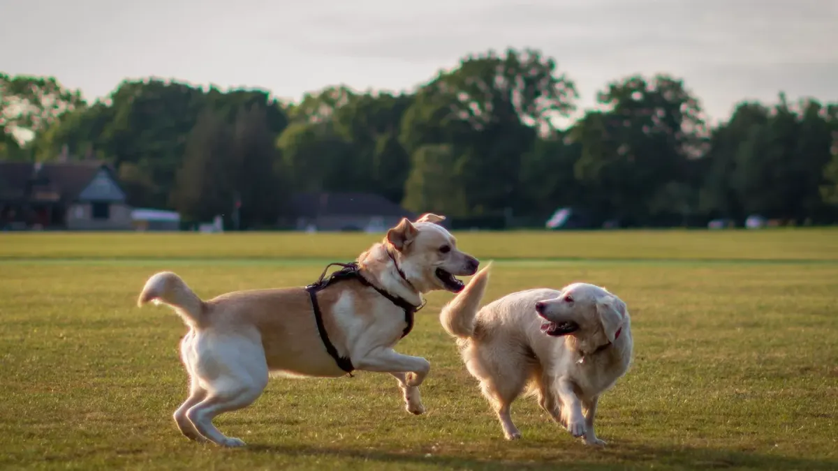 Two dogs facing each other in a play bow stance at a park