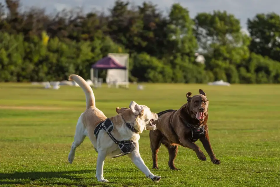 Two dogs wrestling on grass with loose, relaxed body posture