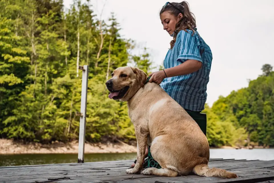 Veterinarian gently checking a dog&#x27;s hip and joint mobility during an exam