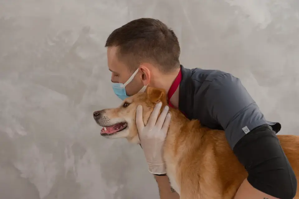 Veterinarian gently examining a dog&#x27;s hip during a mobility exam